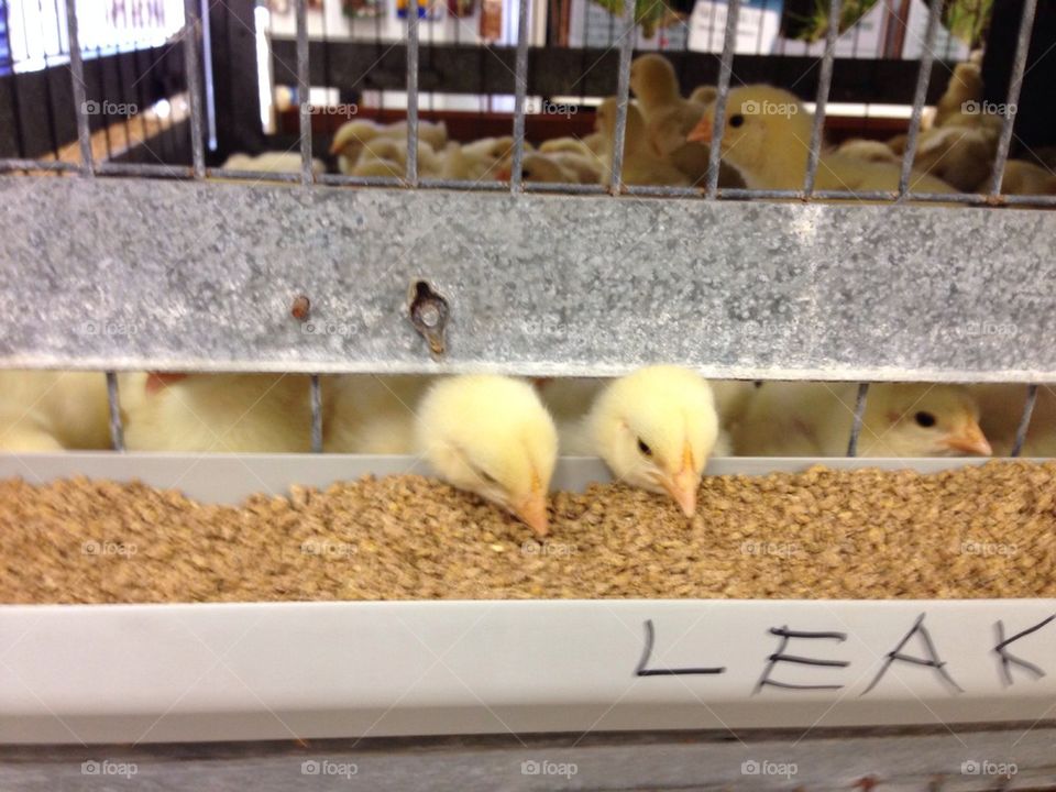 Hungry baby chicks for Easter 