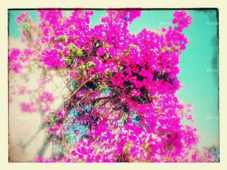 Stylized Photo of Pink Blossoms