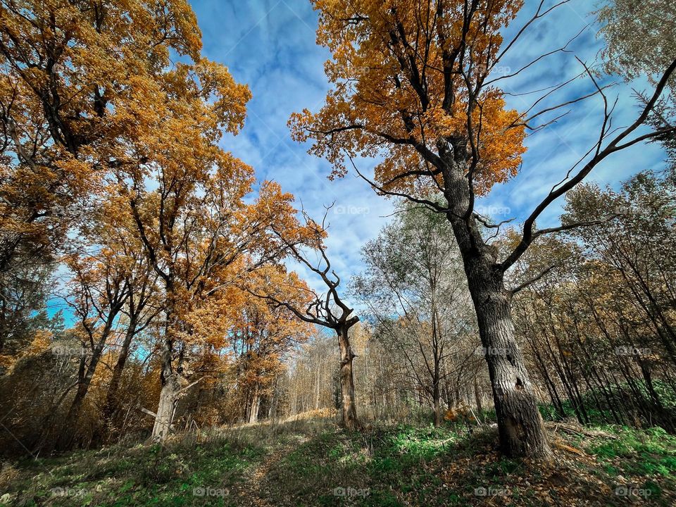 Autumn forest with old oaks 