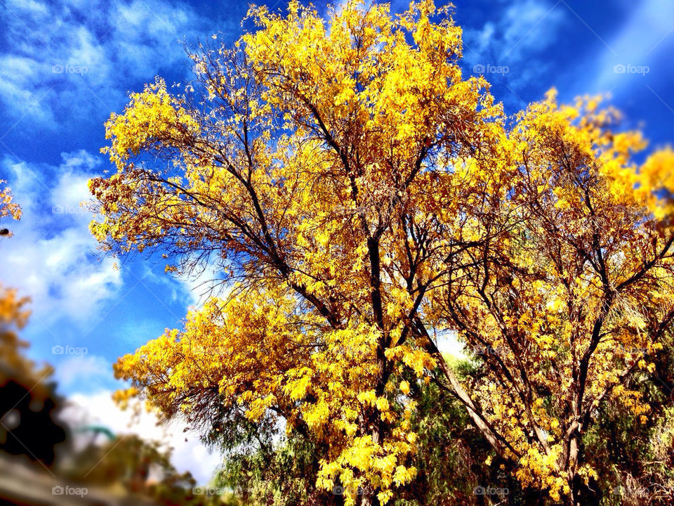 Colorful tree