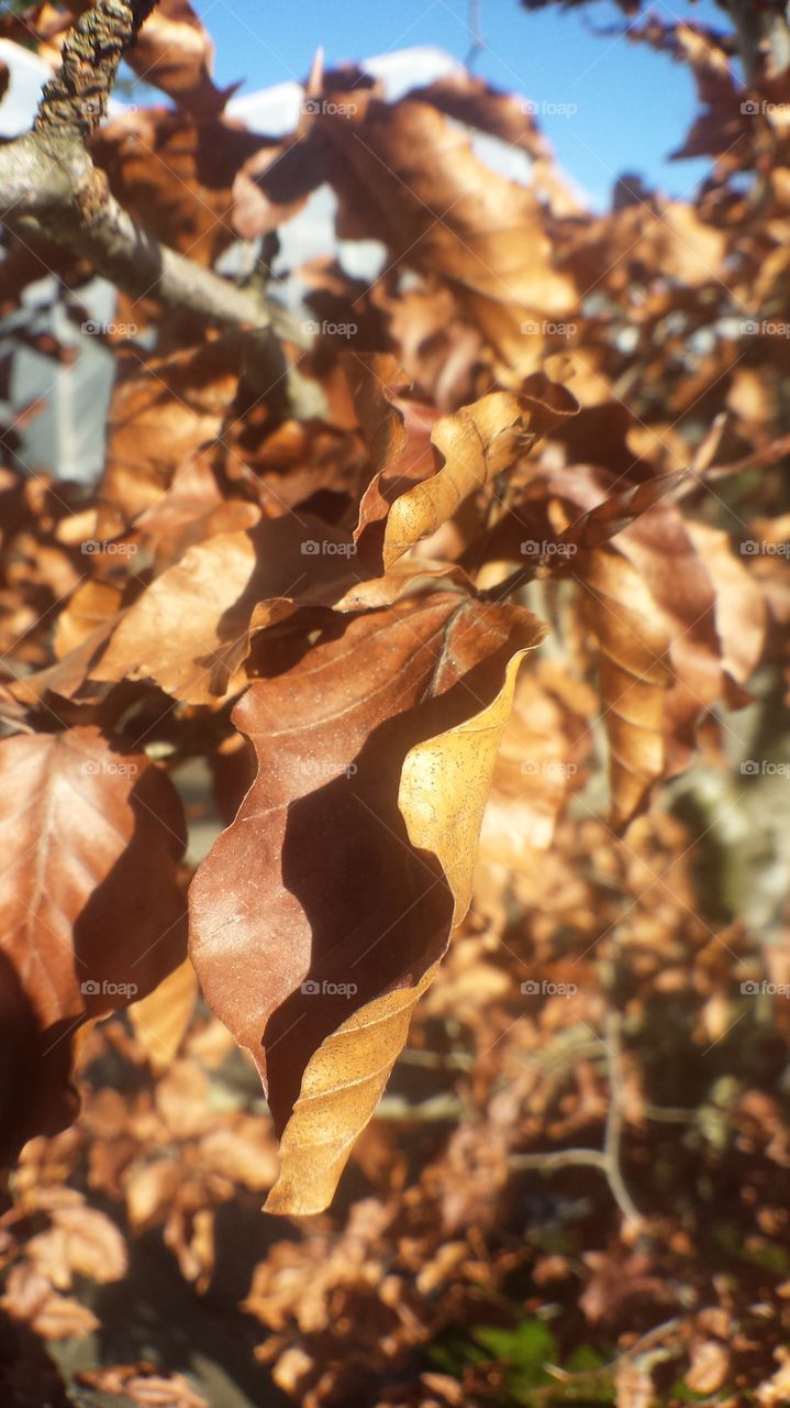 burnished leaves