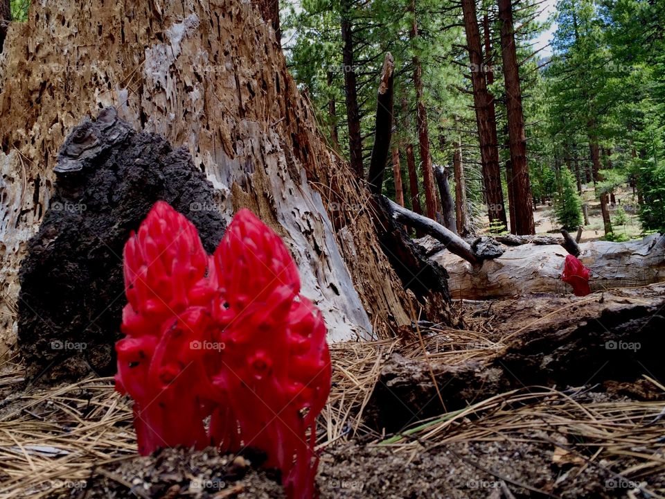 Snow plants in forest