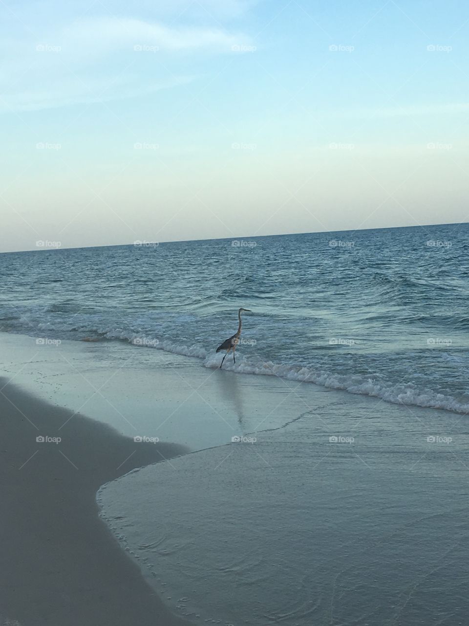 Heron in the water on the beach at Gulf Shores. 