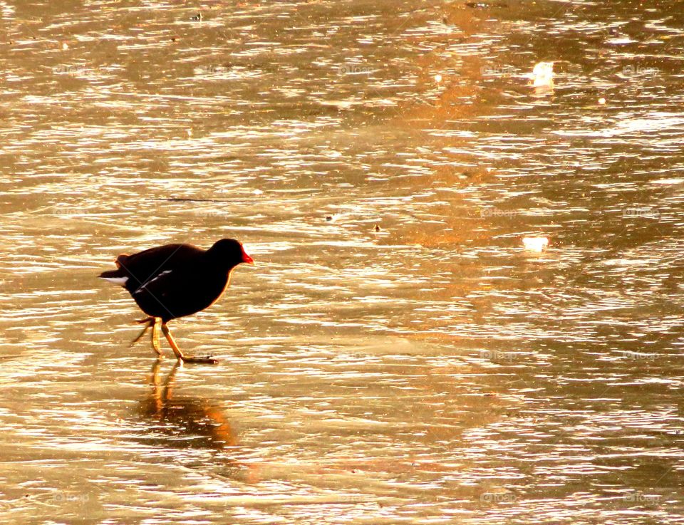 skating on thin ice