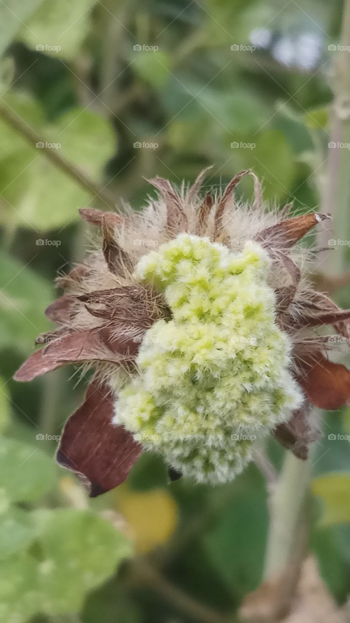 This flower is very very beautyfull click