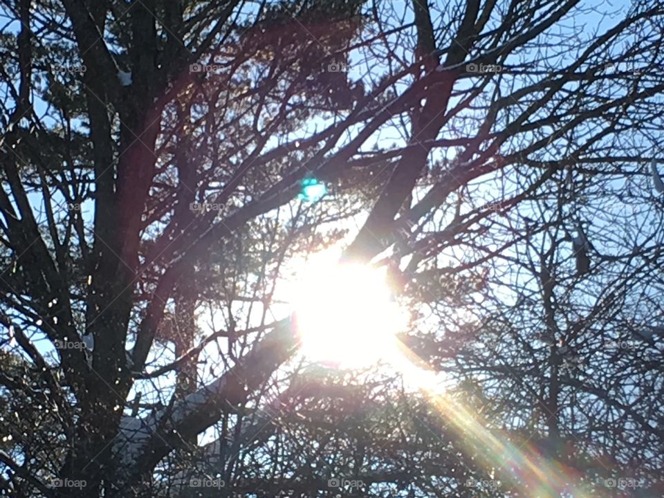 Sun through the trees in winter.