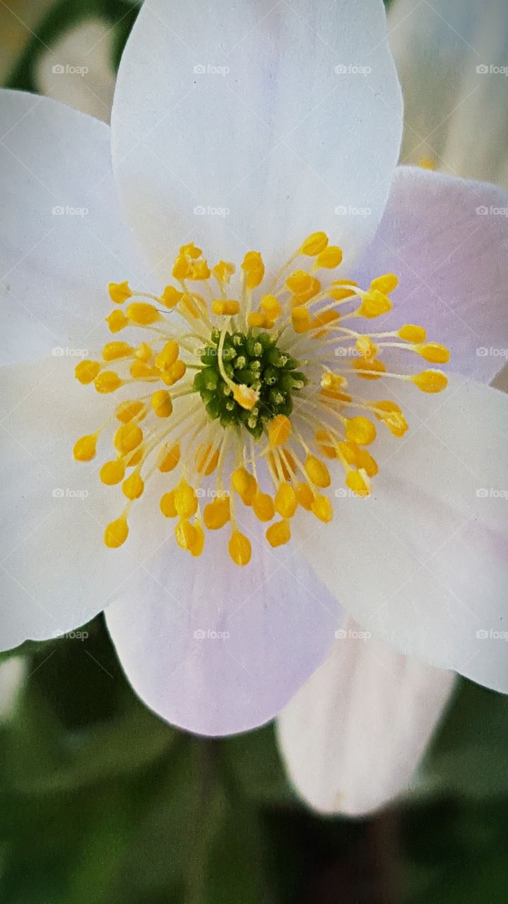 Flower, Nature, No Person, Leaf, Flora
