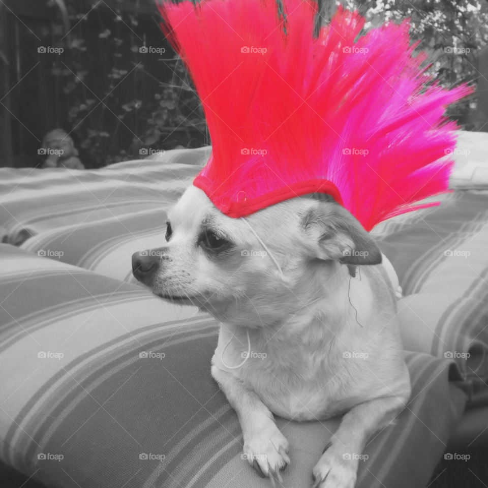 Pink Mohawk on a Chihuahua Dog in Black and White