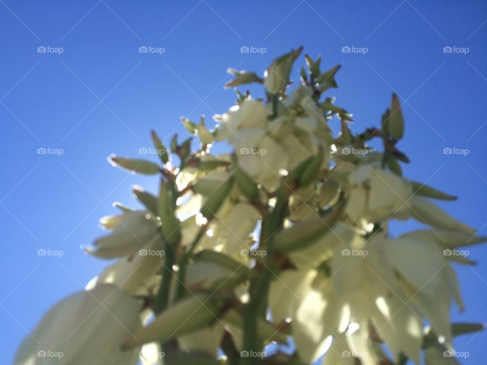 Yucca perspective blooming against a blue sky 