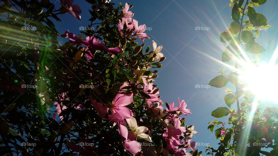 관목, Manacá 꽃, 꽃, 자연, 정원.