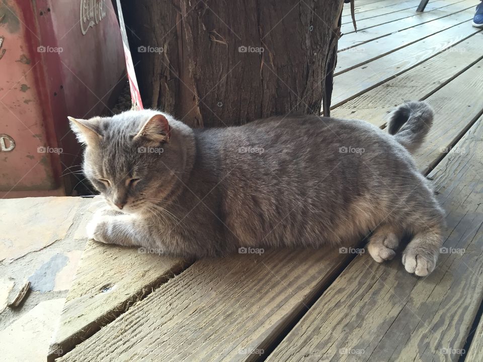 Cat sleeping on the porch