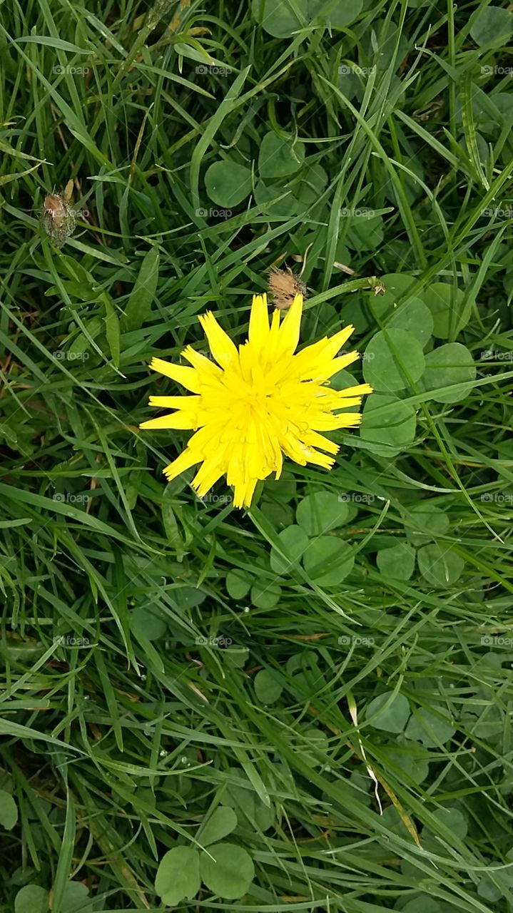 Wild yellow flower