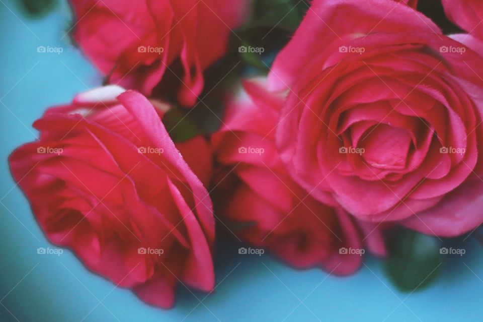 Roses