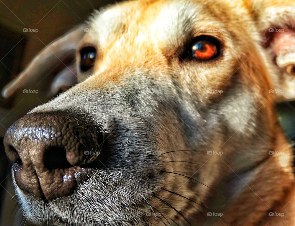 Yellow Labrador Retriever