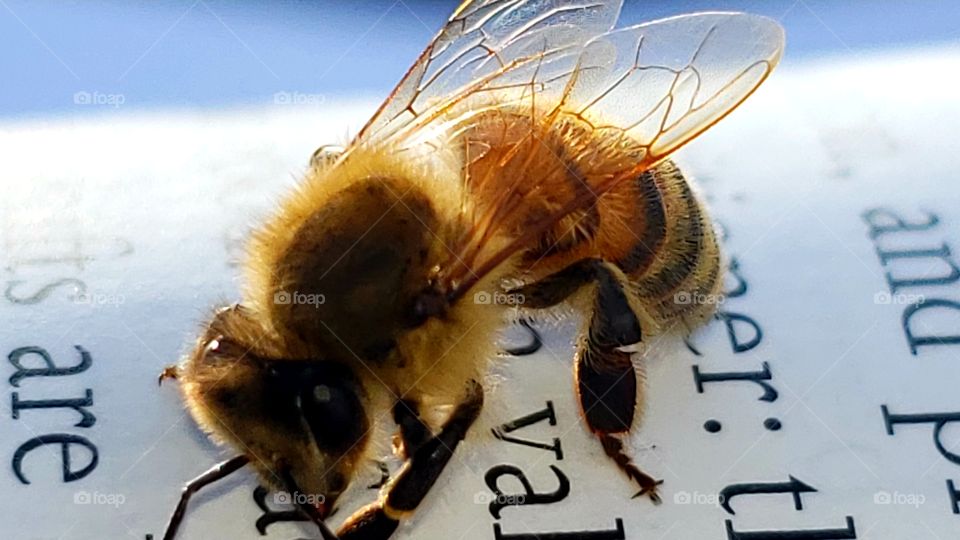 A search for honey on a book..