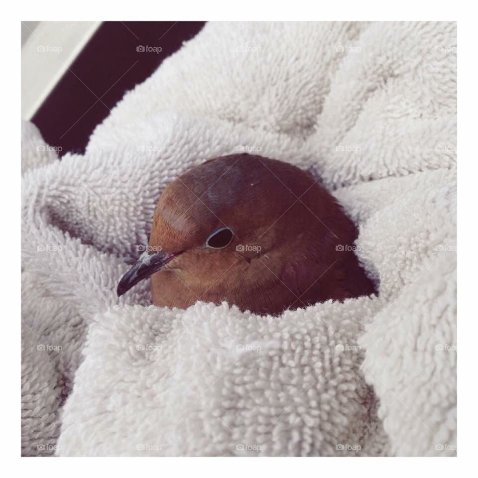 Dove wrapped in towel