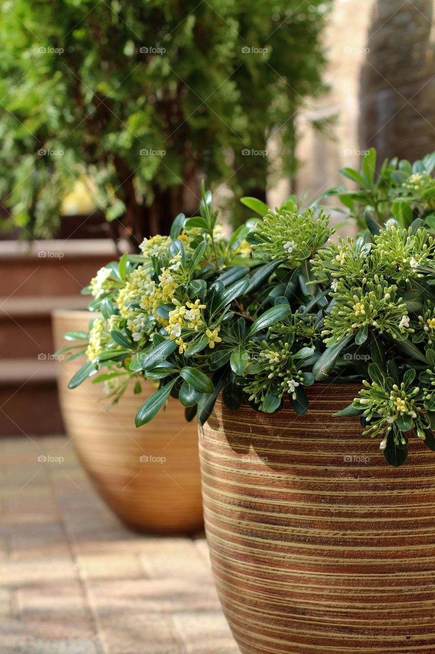 A plant in a flower pot