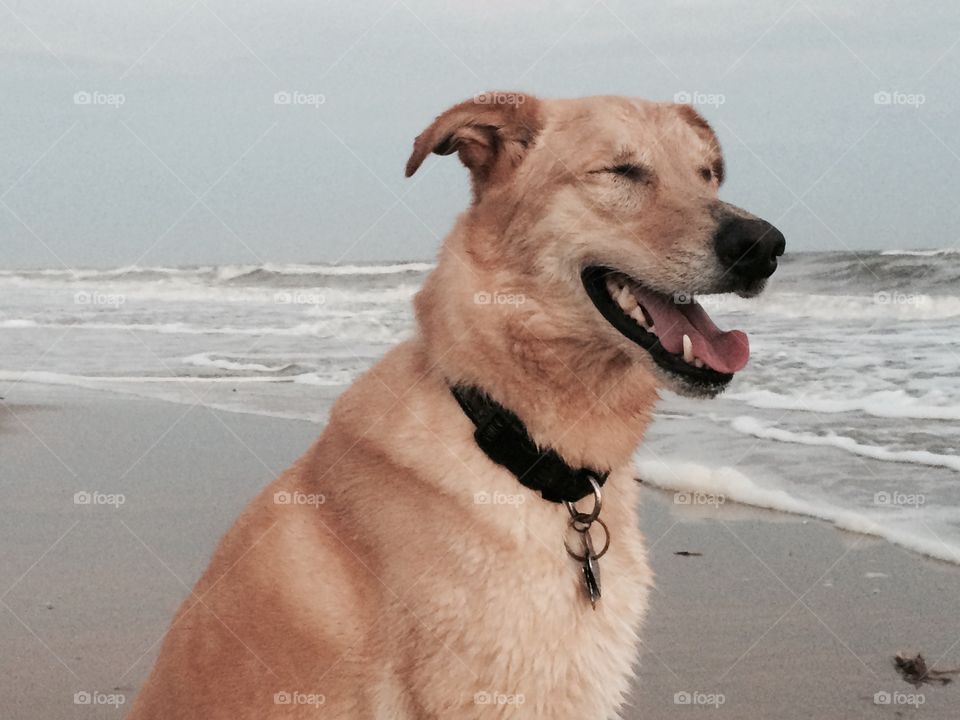 Golden retriever sitting on beach