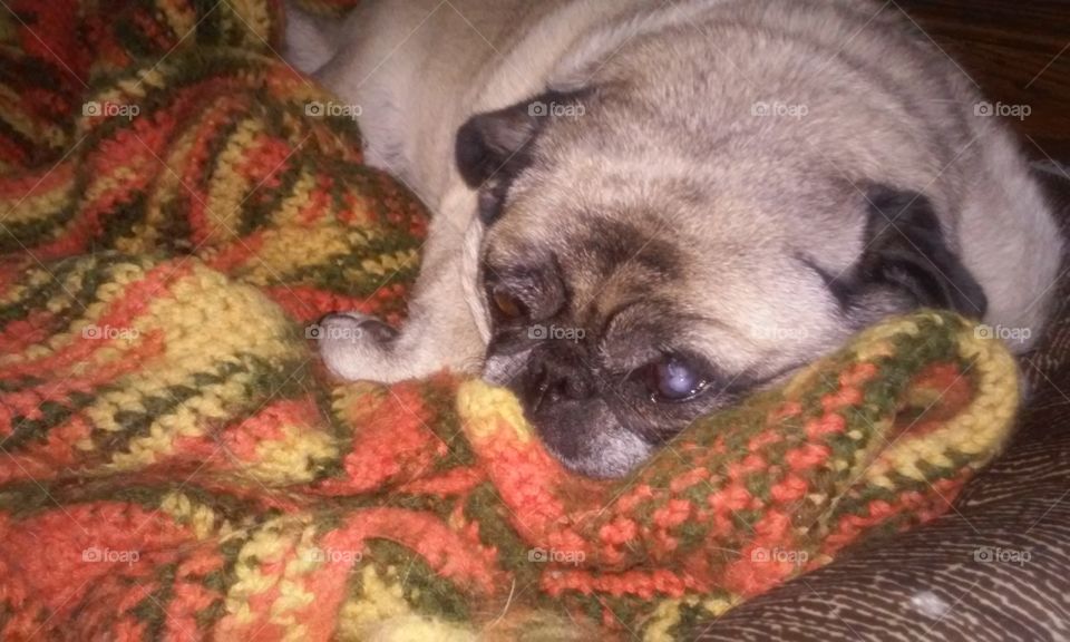 sleepy pug. just furgie being lazy