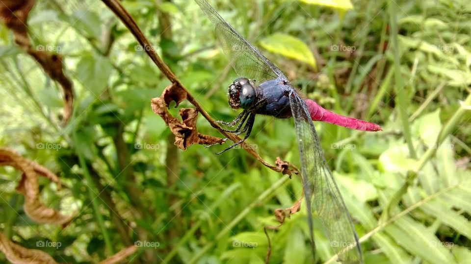 Dragon Fly settles in.