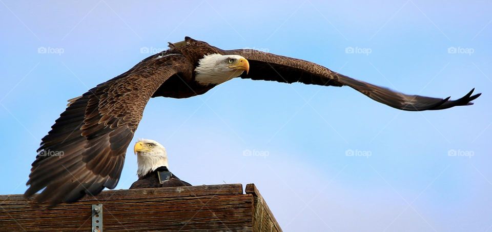 Bald Eagles Building Nest on Roost
