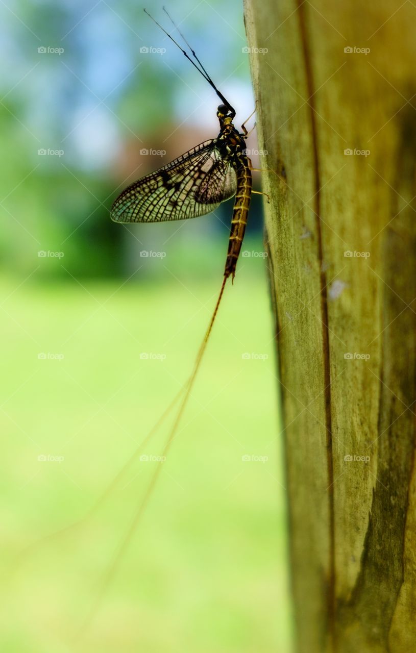 Mayfly. Mayfly on wooden struckture