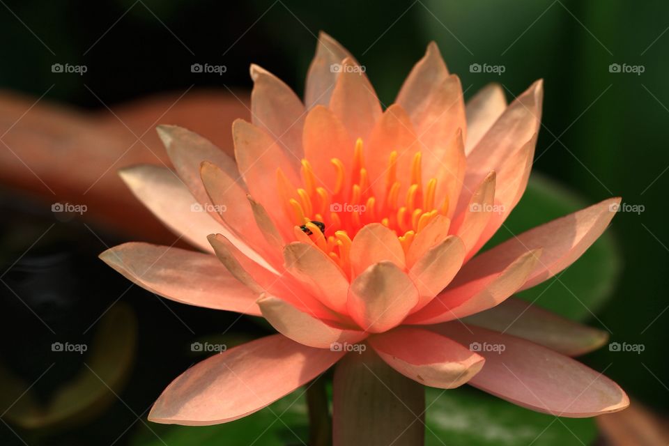 lotus flower 