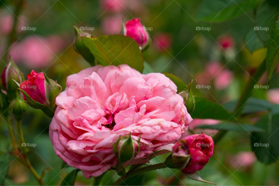 Pink Roses from the Biltmore Estate’s Gardens