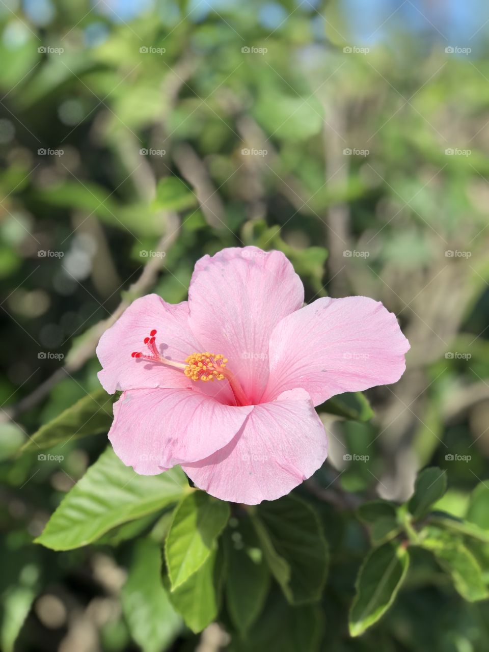 A lonely Hibiscus... 