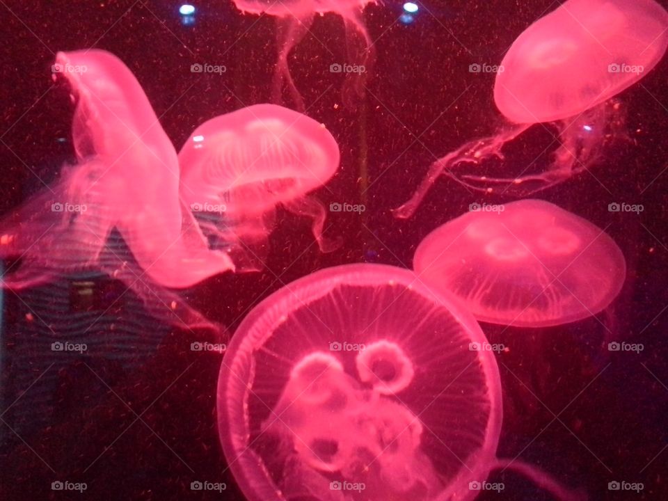 jellyfish. aquarium jellyfish