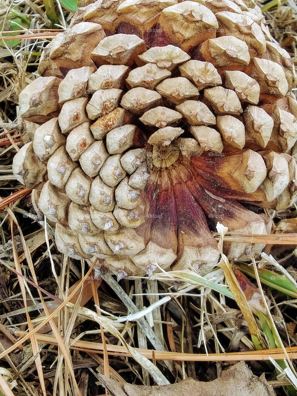 bottom of a pinecone