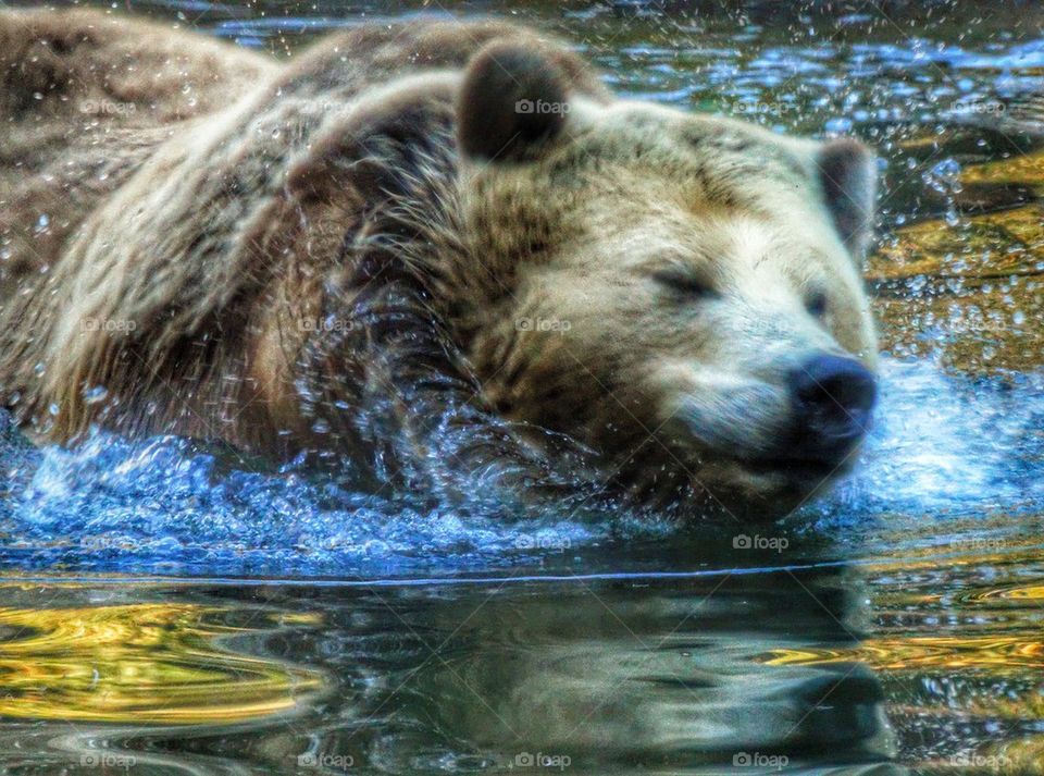 Grizzly Bear Swimming In A River. Grizzly Bear Shaking Off Water