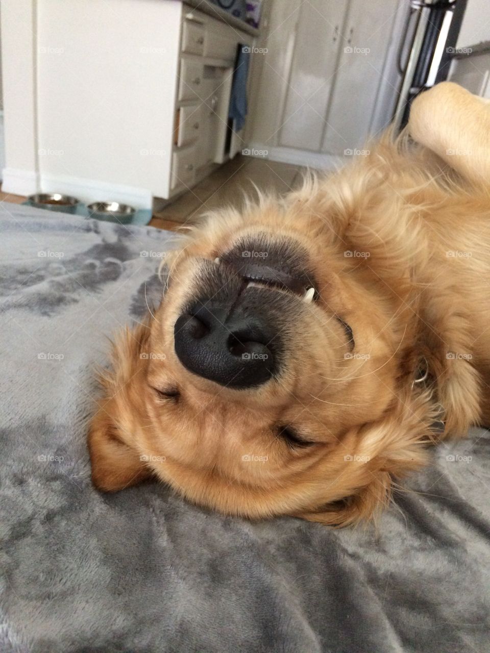 Funny upside down dog