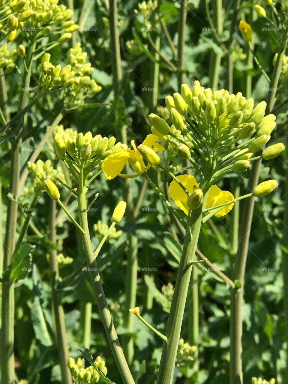 Nature, No Person, Flora, Flower, Field