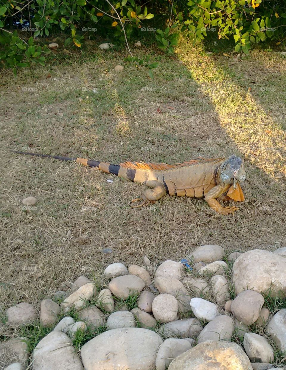 Iguana in its ecological reserve