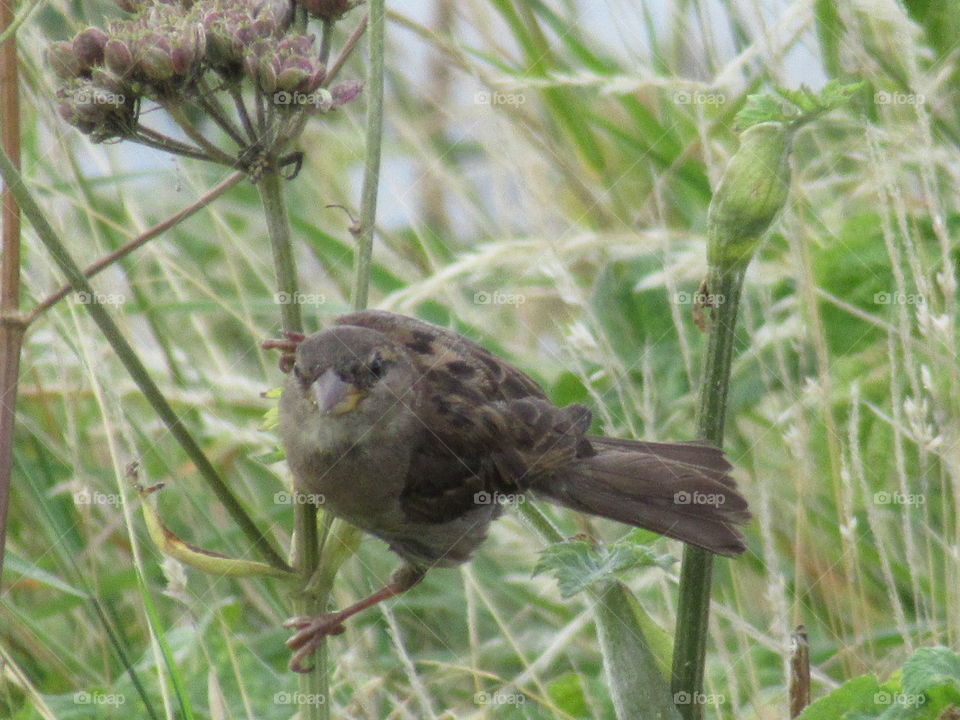 A house sparrow ready to take flight