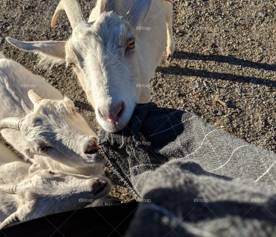 Adorable goats munching on my scarf