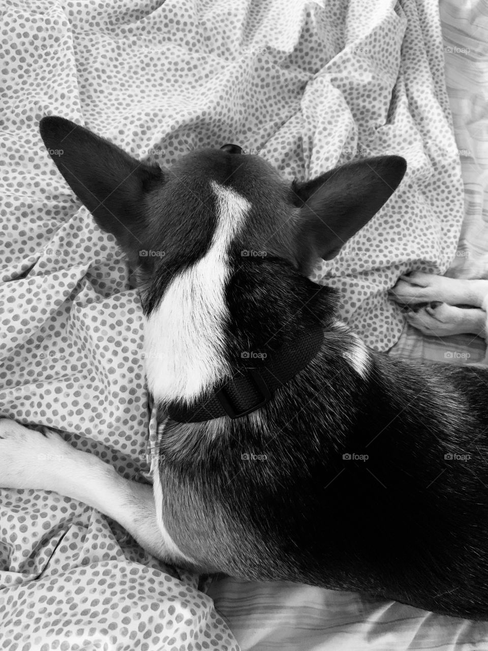 A very happy rescue dog 