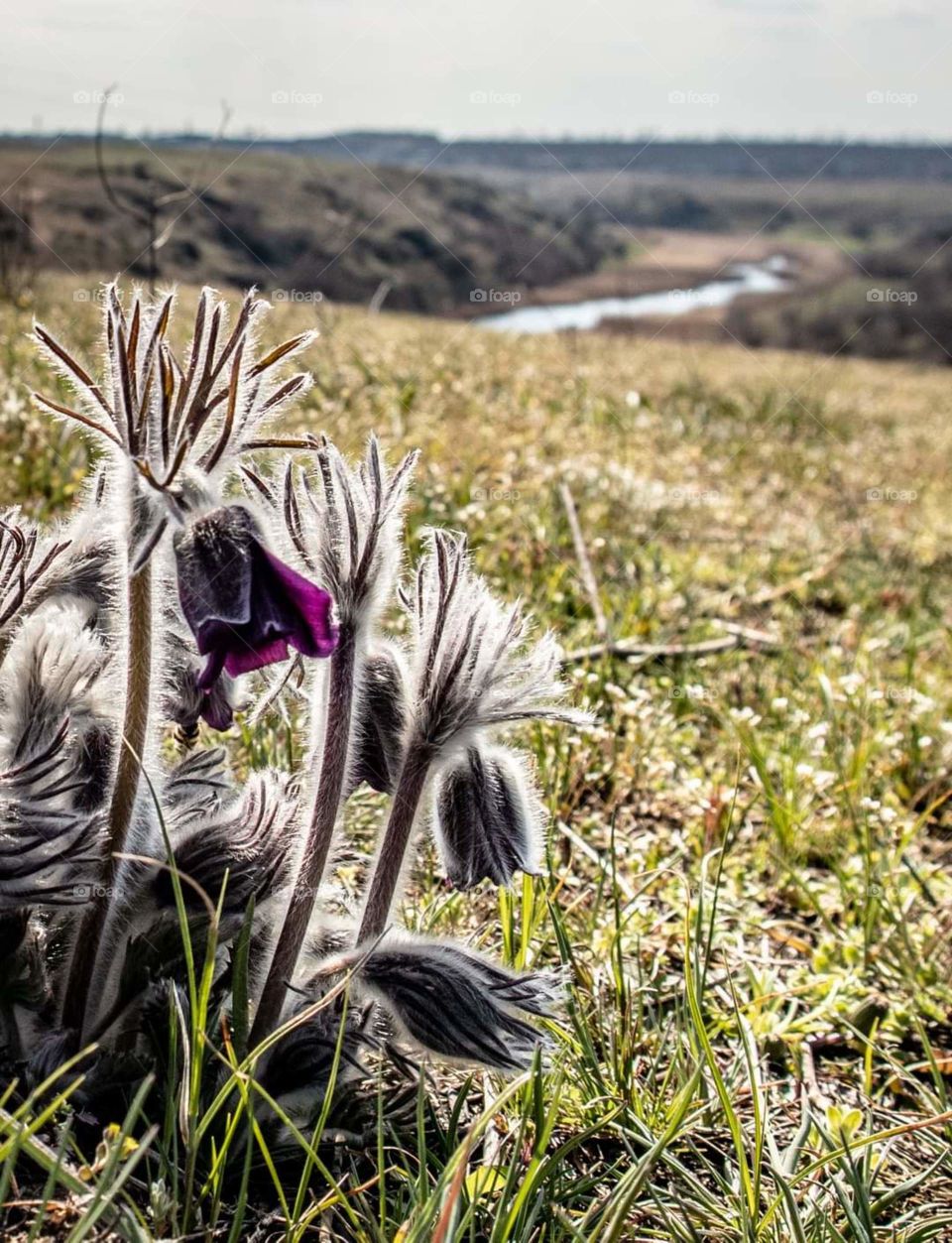 Pulsatilla patens