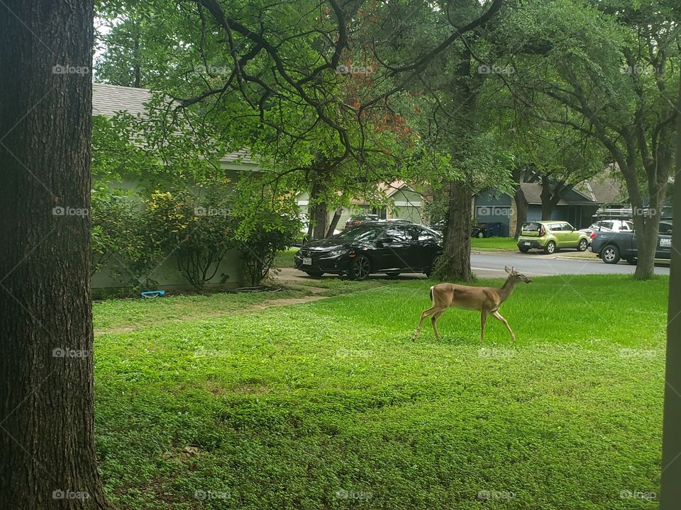 deer in the suburbs
