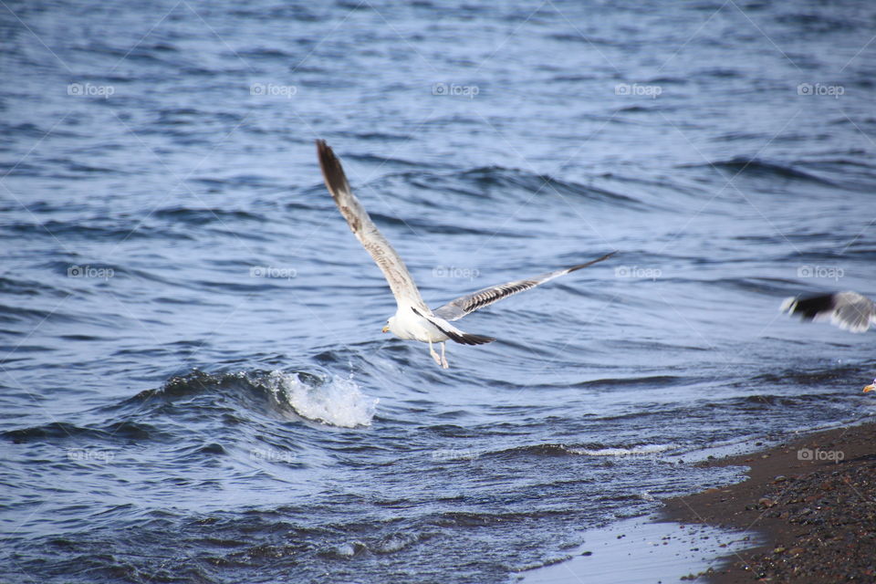 Seagull taking off over lake Yellowstone