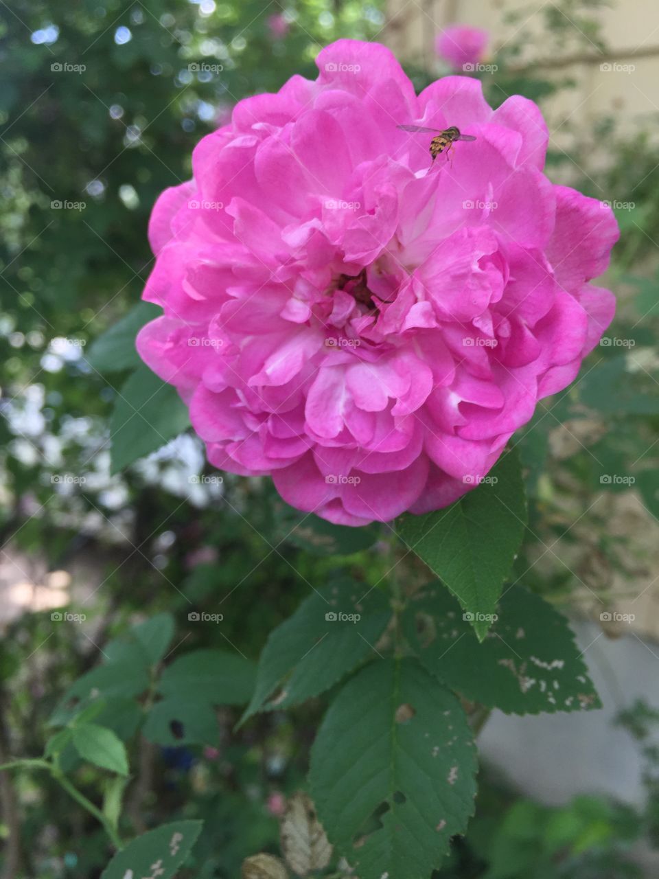 Busy bees flying around a beautiful pink rose.