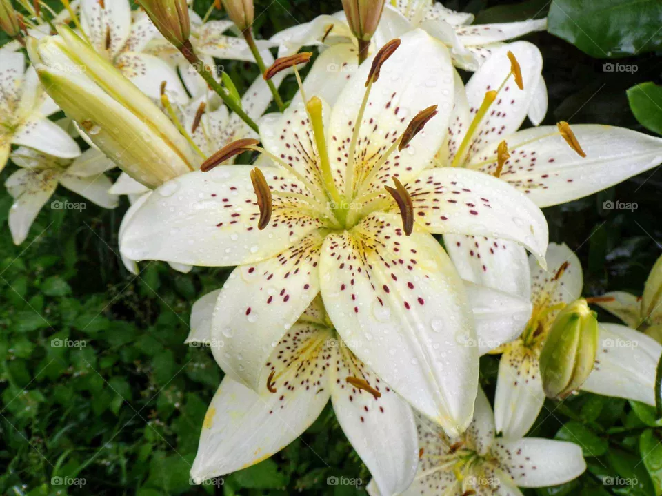 lily