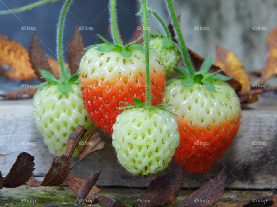 strawberry in the garden