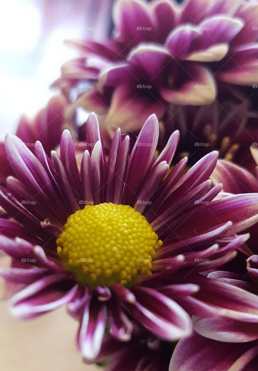 flower closeup