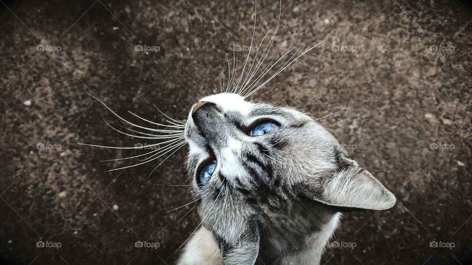 O olhar e o bigode do gatinho na calçada.