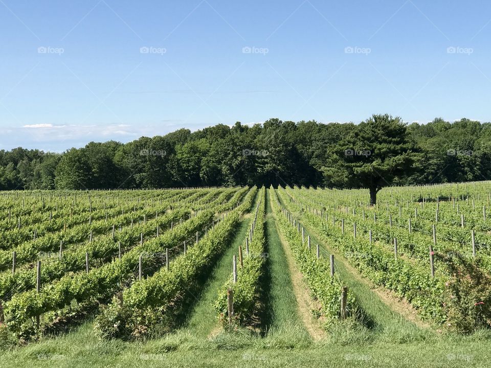 Grape vines, Grand River Valley Region, NE Ohio