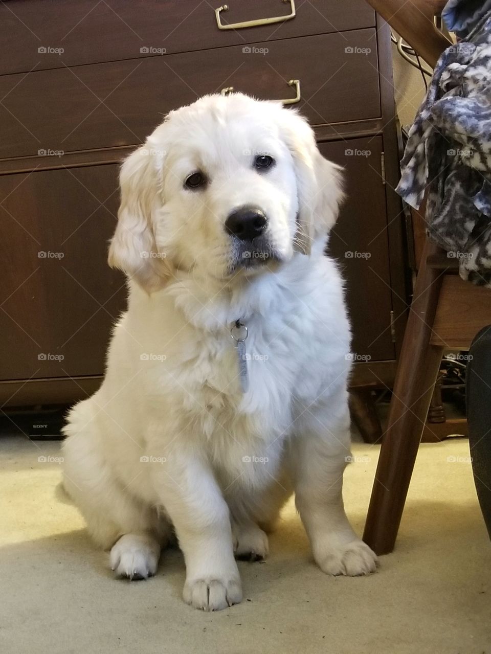 English Golden Retriever - 11 weeks