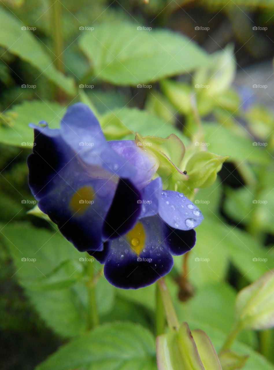 bunga ungu