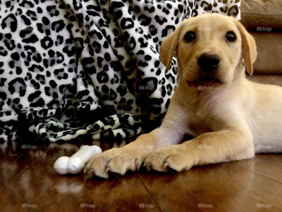 Young puppy dog on hardwood floor with white chew bone toy and leopard print blanket 